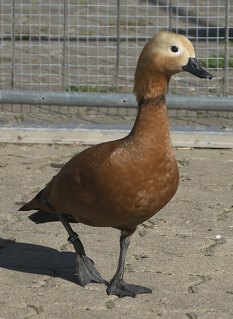 契合帕耶特